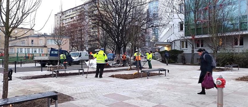 W Szczecinie przybędzie młodych drzew