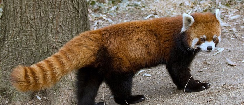 Pandka ruda uciekła z zoo i nie chciała zejść z drzewa