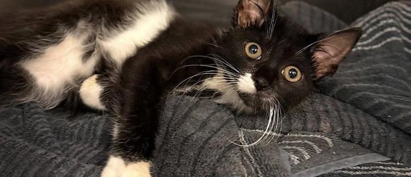 Weź mnie KURIEREM do domu. Kot jakich (nazbyt) wiele