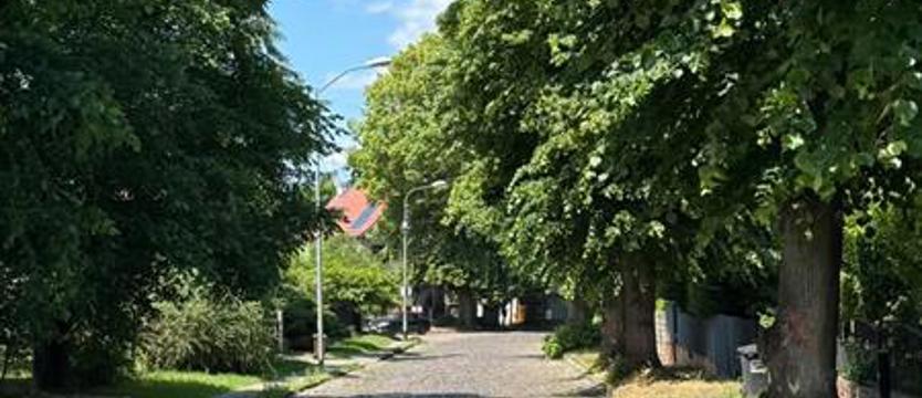 Drzewa na linii miejskiej inwestycji. Szpalery lip i buków przy ul. Smoczej