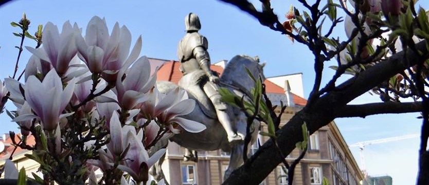 Zagłosuj na najpiękniejsze magnolie Szczecina