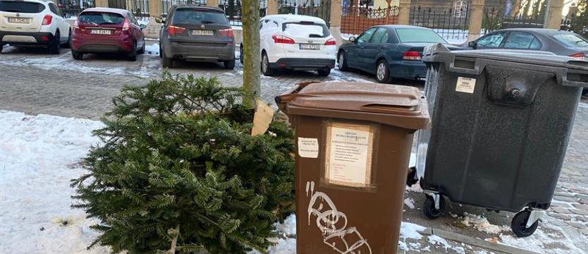 Choinki odbiorą do marca
