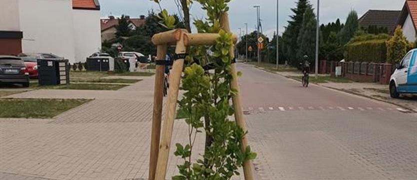Przy ul. Topolowej drzewa sadzone na chwilę?
