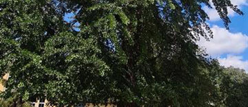 Pierwszy na świecie pomnik przyrody o nazwie Rotarianin? Nieodkryta perła w koronie Gryfa