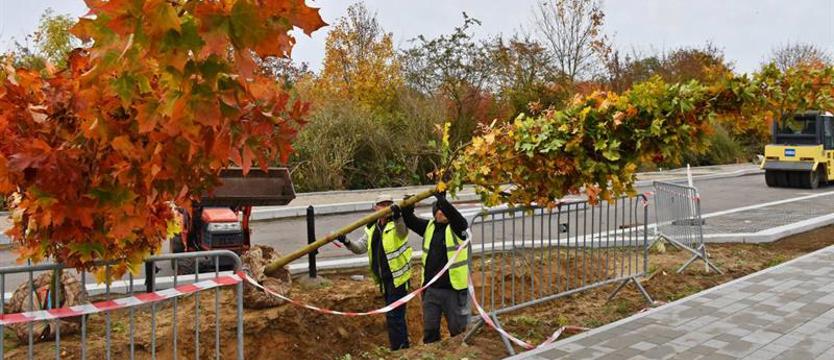 Zazielenią ulicę Bożeny. Trwają nasadzenia