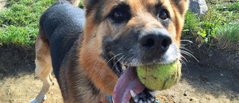 Weź mnie KURIEREM do domu. Cudak ze schroniska