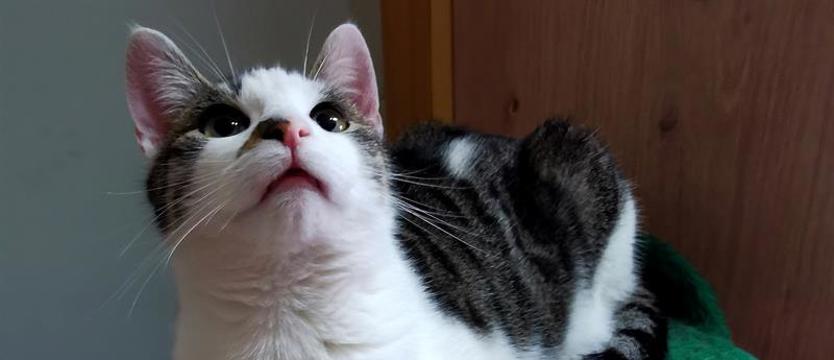 Romek i Atomek - duet jakich mało