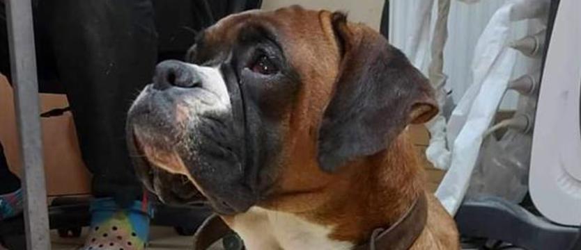 Zaniedbana, wyniszczona, wykorzystana. Odmienią (jej) pieski los