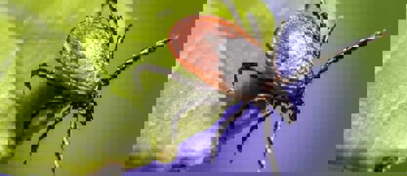 Zalecenia ekspertów: samorządy w walce z kleszczowym zapaleniem mózgu