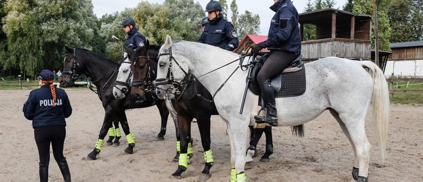 Koń z gwarancją (Galeria)