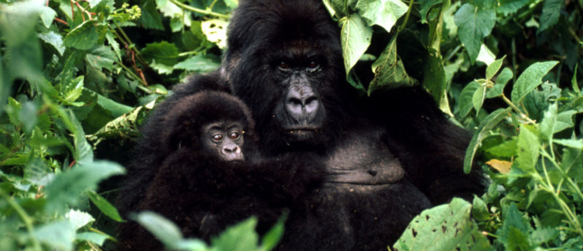 Liczenie goryli górskich