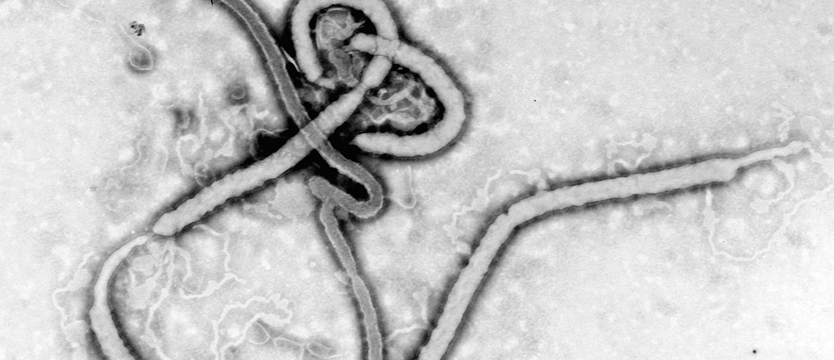 Powrót eboli