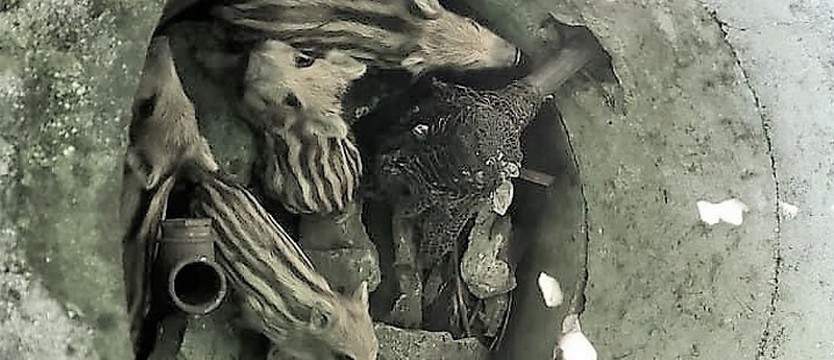 Warchlaki wpadły do studni. Pomogli myśliwi i mieszkaniec