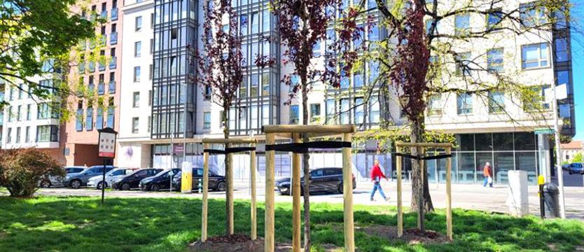 Jeden projekt w... trzy lata. Drzewa dla Szczecina
