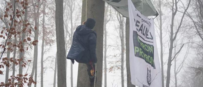 Protest w obronie drzew