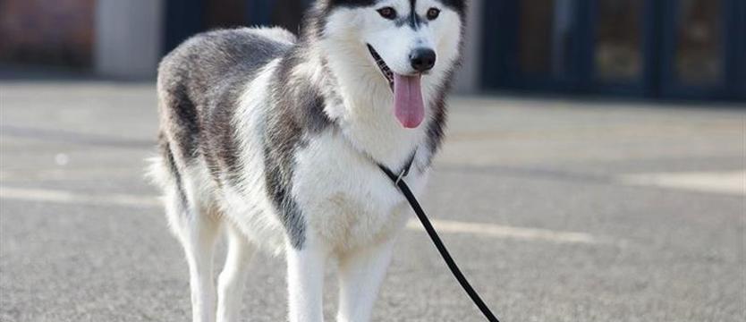 Ponad trzy lata w schronisku