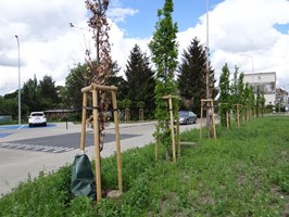 Blisko 10 mln zł i suche drzewa obok nowego parkingu przy ul. Arkońskiej