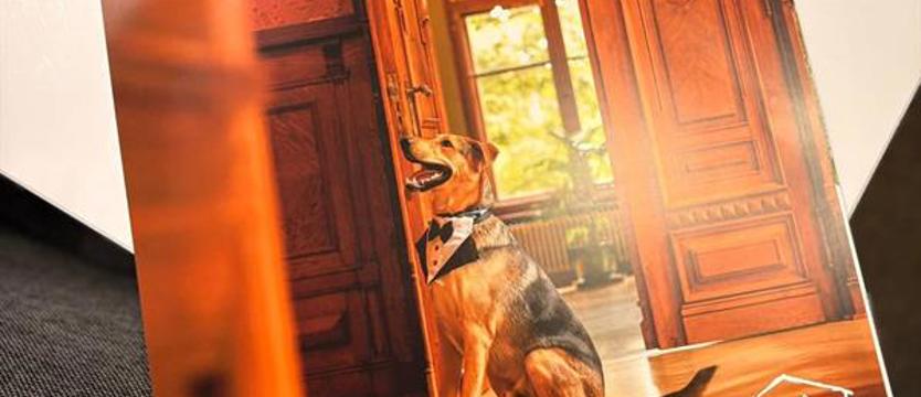 Nic, tylko brać! Kalendarz nadziei, czyli psy na tle miasta