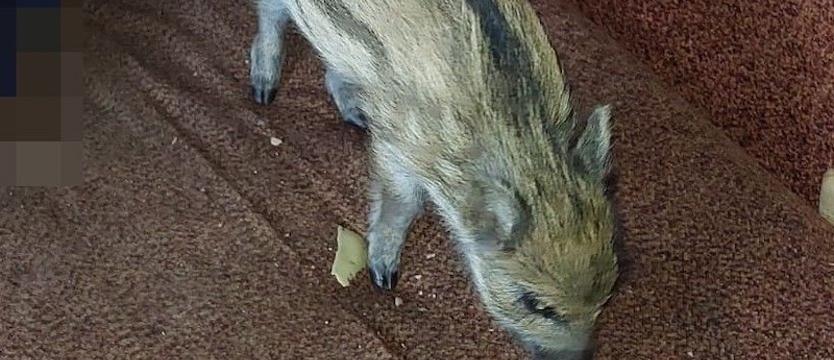 Mały dzik w mieszkaniu w bloku. Opiekunowi grożą konsekwencje prawne