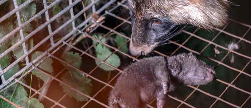 Otwarte klatki! Futro cierpienia odesłane na śmietnik historii