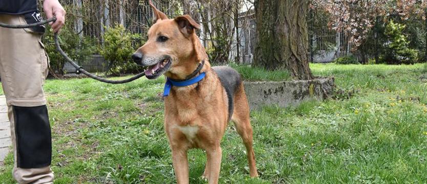 Weź mnie KURIEREM do domu. Na spacer z Randalem