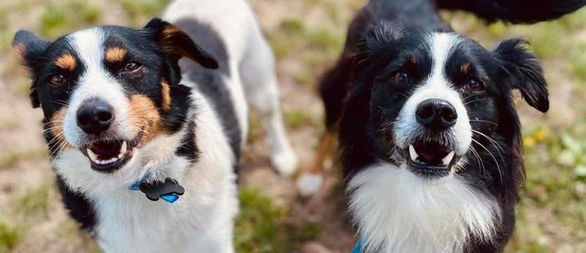 Weź mnie Kurierem do domu. Słodki duet do przytulenia