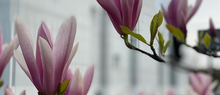 Prześlij zdjęcie, wygraj magnolię! Ostatnie dni konkursu