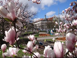 Wiosenny symbol Szczecina. Spacer szlakiem magnolii