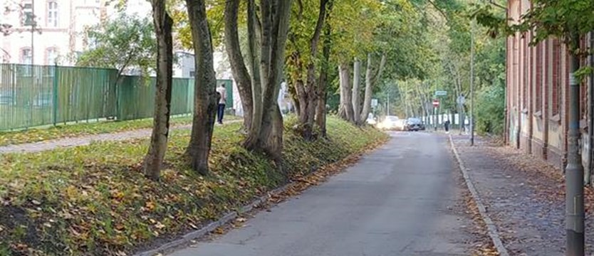 Nowy Szczecin: „Uratujmy drzewa na Broniewskiego”. W obronie zieleni