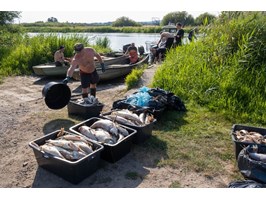 Masowo wyławiają śnięte ryby, które od południa napływają do Szczecina