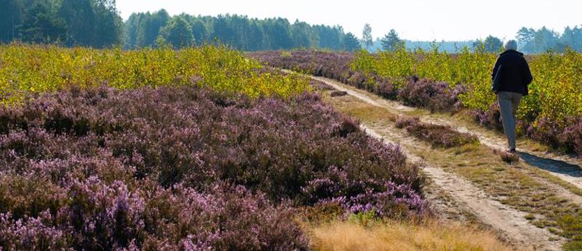 Medyczne odkrycia w świecie. Rośliny, które leczą