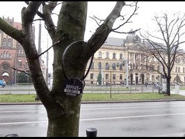 Warszawiacy policzyli Szczecinowi drzewa. PESEL-e na pniach w centrum