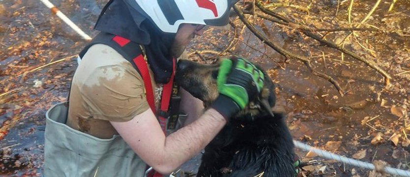 W ostatniej chwili uratowali psy z bagna