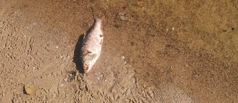 Oficjalny zakaz kąpieli na Dziewokliczu i w Dąbiu. Pojawiły się pierwsze śnięte ryby