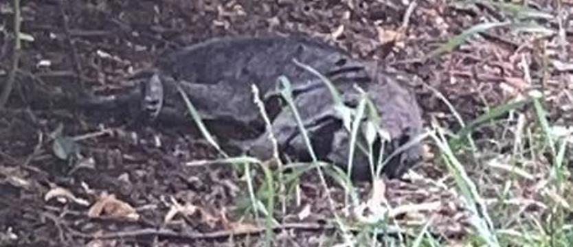 Martwy szop na Pogodnie