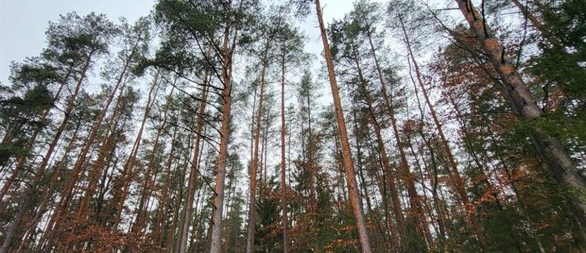 Drzewa pod topór. Oczekiwali remontu drogi, nie chcą wycinki
