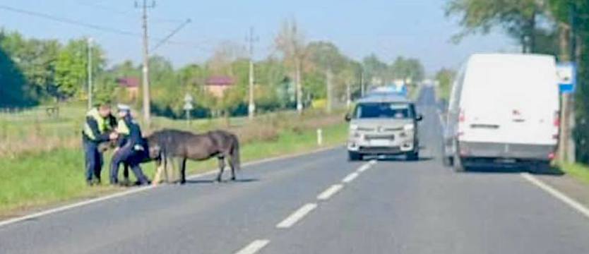 Niebezpieczna sytuacja. Kuce na ruchliwej drodze