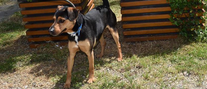 Batman ze schroniska