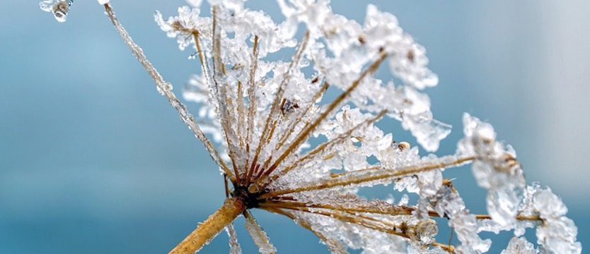 Ostrzegają przed silnym mrozem w regionie. Nawet do -15 st. C