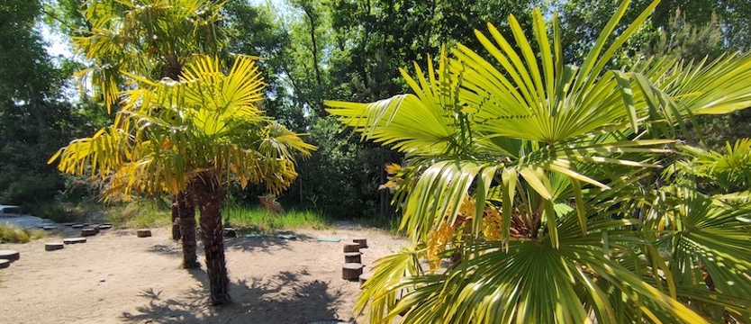 Kwitną świnoujskie palmy