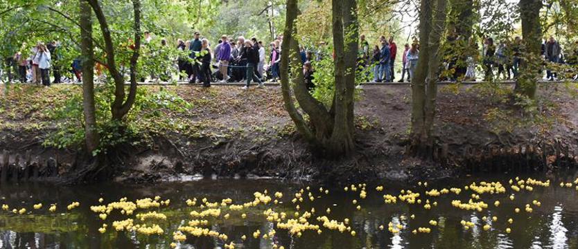 Żółte kaczki popłynęły Iną
