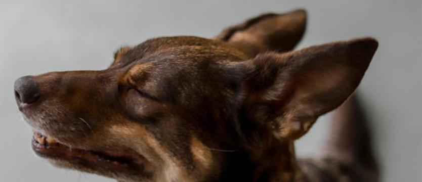 Weź mnie KURIEREM do domu. O lepszy los