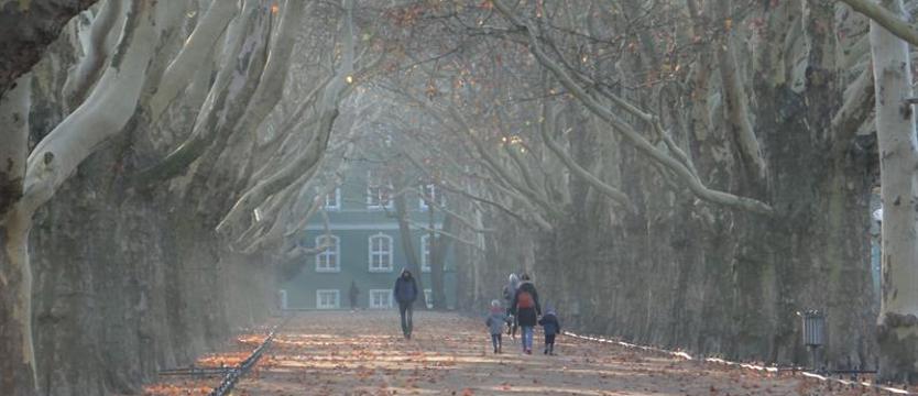 Platany będą przycięte. Uchwałą w chorobę