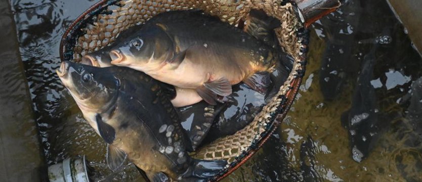 Polska - pierwszym producentem karpia w UE