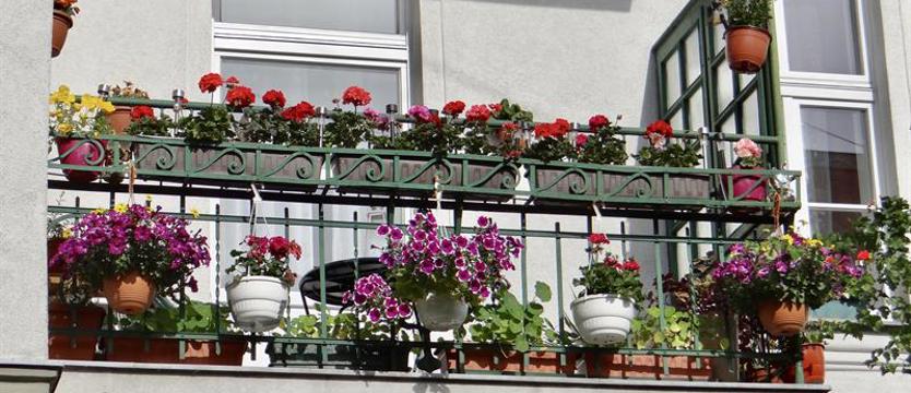 Rusza konkurs „Cały Szczecin w kwiatach”. 51. edycja plebiscytu „Kuriera Szczecińskiego”