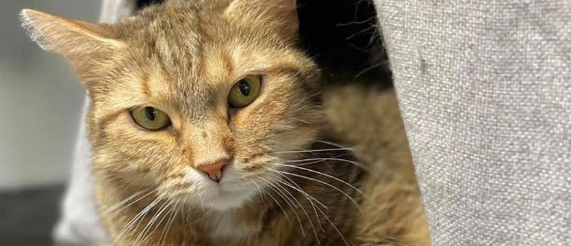 Weź mnie KURIEREM do domu. Poznaj Tundrę