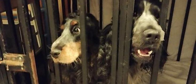 Straż Gminna w Kołbaskowie sprawdza warunki, w jakich przebywają psy