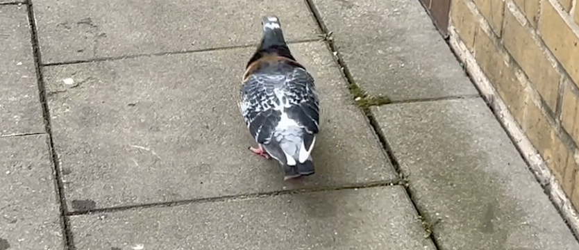 Gołąb ekscentryk na ulicy Małopolskiej w Szczecinie