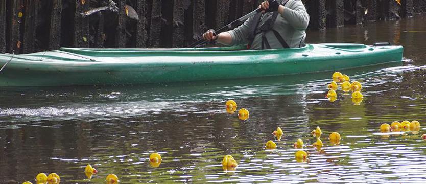 Impreza charytatywna. Wyścig Kaczek w Stargardzie