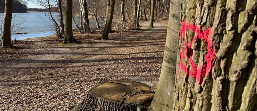 Znaki, liczby i farba na pniach. Drzewa naznaczone do...